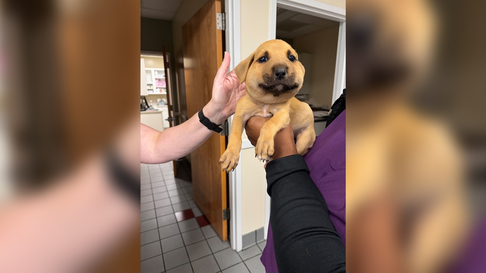 Clouds, the puppy got stung by a hornet causing its face to swell almost twice its size.